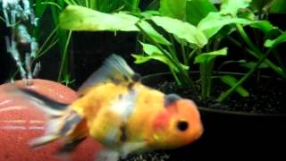 Repashy Soilent Green First Time Feeding To Fancy Goldfish [upl. by Gaspard]