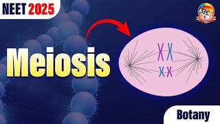 Meiosis  Cell Division  NEET Botany  NEET 2025 srichaitanyagosala [upl. by Einhapets438]