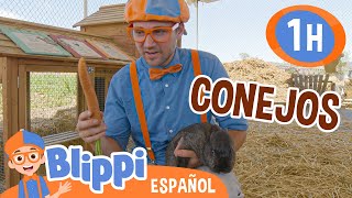 Blippi visita los conejos en la granja🐰 Blippi Español  Videos educativos para niños [upl. by Frazier]