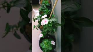 Vinca flower love viralvideo foryou nature gardenplants naturegarden gardenlove [upl. by Hartmunn398]