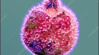 Kirlian Photography aura organic chatgpt [upl. by Eiger]