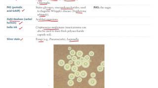 1 Microbiology BASIC Bacteriology Part 1 [upl. by Collimore]