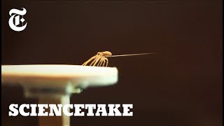 How Spiders Use Silk to Fly  ScienceTake [upl. by Aihceyt]