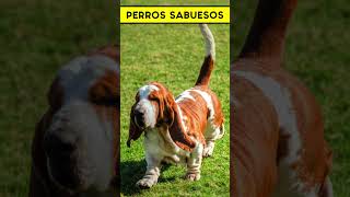 PERROS SABUESOS datoscuriosos cosasquenosabias [upl. by Dlorej]