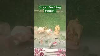 Feeding live food guppy delhi guppyhobby fishtank trending aquriumhobby [upl. by Rafter]