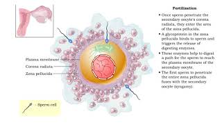 Fertilization and Development [upl. by Eniamurt]