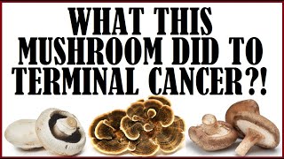 What This Mushroom Did To Terminal Cancer [upl. by Annaiviv]