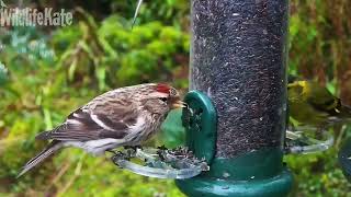 Feb 20 Goldfinch redpoll siskin visitors [upl. by Airtal738]