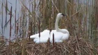 Trumpeter Swans  Cygnus buccinator [upl. by Alain652]