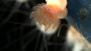 Moon Jellyfish  Strobilating Scyphistoma [upl. by Euseibbob]