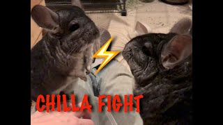 Chinchillas fight [upl. by Aufmann]