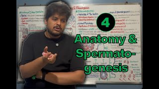 4  Andrology Anatomy of Internal Genitalia amp Spermatogenesis [upl. by Lahcear788]