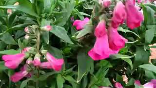 Spring Trials 2016 Peptalk™ Penstemon [upl. by Nivlam]