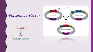 Plasmid as Vector  Biotechnology Principles amp Processes Part 4  Biology Class 12  Hindi [upl. by Llekram]