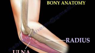 Anatomy Of The Elbow Animation  Everything You Need To Know  Dr Nabil Ebraheim [upl. by Maribeth468]