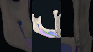 Mylohyoid Line of the Mandible Shorts Anatomy mbbs education [upl. by Bodwell980]