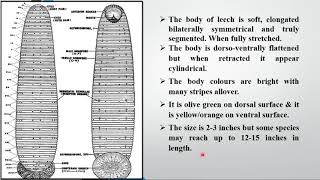 Lecture 15 External features and structure of Hirudinaria granulosa Cattle Leech [upl. by Eloci]