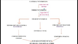 CSF CIRCULATION [upl. by Orna267]