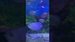 Gourami Mo9pm gourami gouramifish aquariumfish [upl. by Anauq]