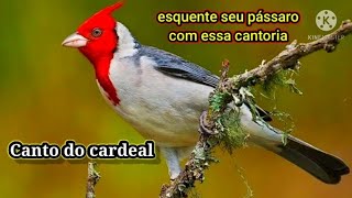 melhor canto de cardeal para esquenta [upl. by Hterag]