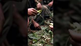 eating leaves to survive stragglers Naga army [upl. by Oralie]