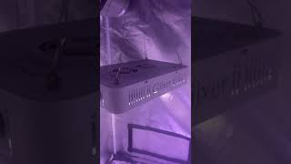 Giixer 1000W LED Grow Light Review [upl. by Ronnica]