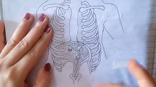 Diaphragm Anatomy [upl. by Eiram]