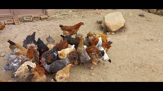 Crianza de 50 gallinas de raza criolla en el campo  proyecto [upl. by Kask]