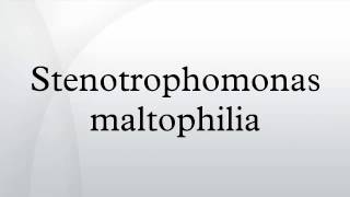 Stenotrophomonas maltophilia [upl. by Attolrac72]