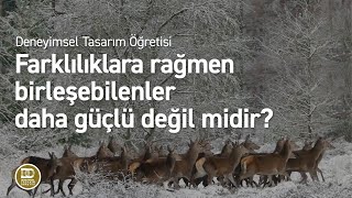 Deneyimsel Tasarım Öğretisi  Güçlü olmak için [upl. by Simetra]