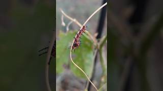 Gulf Fritillary Caterpillars amp a Variegated Fritillary Butterfly [upl. by Amimej]