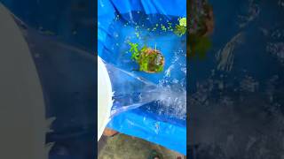 Safe Cleaning for My Molly Fish Fridge Box shortsvideo mollyfishbreeding guppyfishpond fishtank [upl. by Nnanerak]