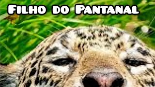 Luciano Brito  Filho do Pantanal [upl. by Attikin]