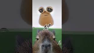 Pou vs capybara [upl. by Allehc]