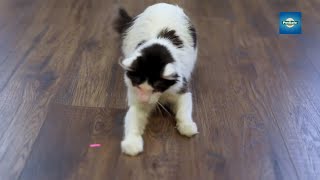 Spoil Your Cat with 2 Lasers Rotating 360 Degrees [upl. by Oflodor]