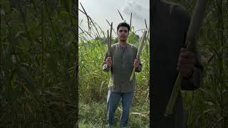 Hybrid bajra vs desi bajra difference farming natural organic desi [upl. by Hospers129]