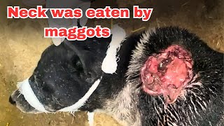 Maggots were eating dog alive  September Updates [upl. by Eatnuahs2]