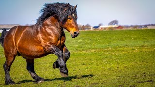 1 HOUR of AMAZING DRAFT HORSES  Calming Music Relaxation Stress Relief [upl. by Goar241]