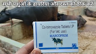 Use vetenary MARCOPRIM  Cotrimoxazole Tablets IP पशुओं को MARCOPRIM tablets कब देते हैं [upl. by Ahseela830]