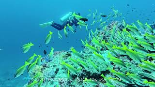 LIVEABOARD SOUTH ANDAMAN HIN DAENG 1st amp 3rd dive DIVE SENSE [upl. by Enaej]