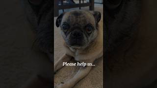 WARNINGFootage of overly dramatic pugs ahead pug pugs dramatic food foodie hangry puppy [upl. by Zindman]