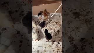 Malo pile vuče kanap🐧a little chick pulls the rope [upl. by Fayola]