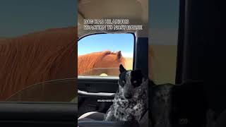 Dog has hilarious reaction to nosy horse [upl. by Yenffit]