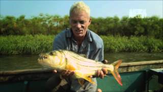 Fearsome Tigerfish Hunt in Packs  River Monsters [upl. by Mimi]