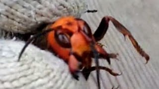 The Japanese Giant Hornet Captured with Hand オオスズメバチを手で捕まえる [upl. by Jo-Anne950]