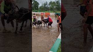 Kambala kambula trending today training [upl. by Primalia29]