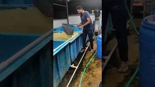 song aquariumfishkerala aquariumfish fishing gupppyfishfarmernakulam [upl. by Giavani]