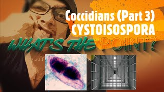 COCCIDIANS Part 3 of 4  CYSTOISOPORA [upl. by Augie]