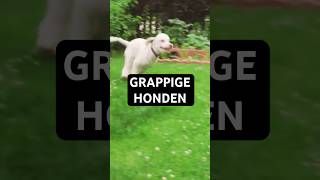 Grappige Honden [upl. by Goff]