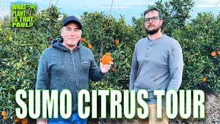 SUMO CITRUS MEGA TOUR with TIM GEORGE  GROWING SUMO CITRUS on a LARGE SCALE  OVER 1 HOUR of CITRUS [upl. by Lucas]